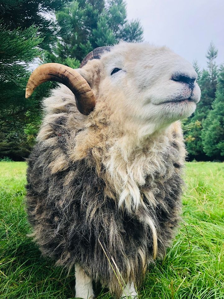 Our herdwick sheep sprout 